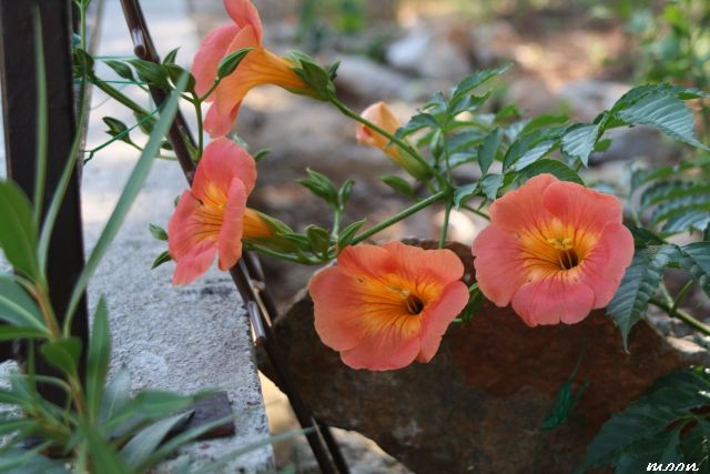 Tekoma (Campsis t. Madame Galen)